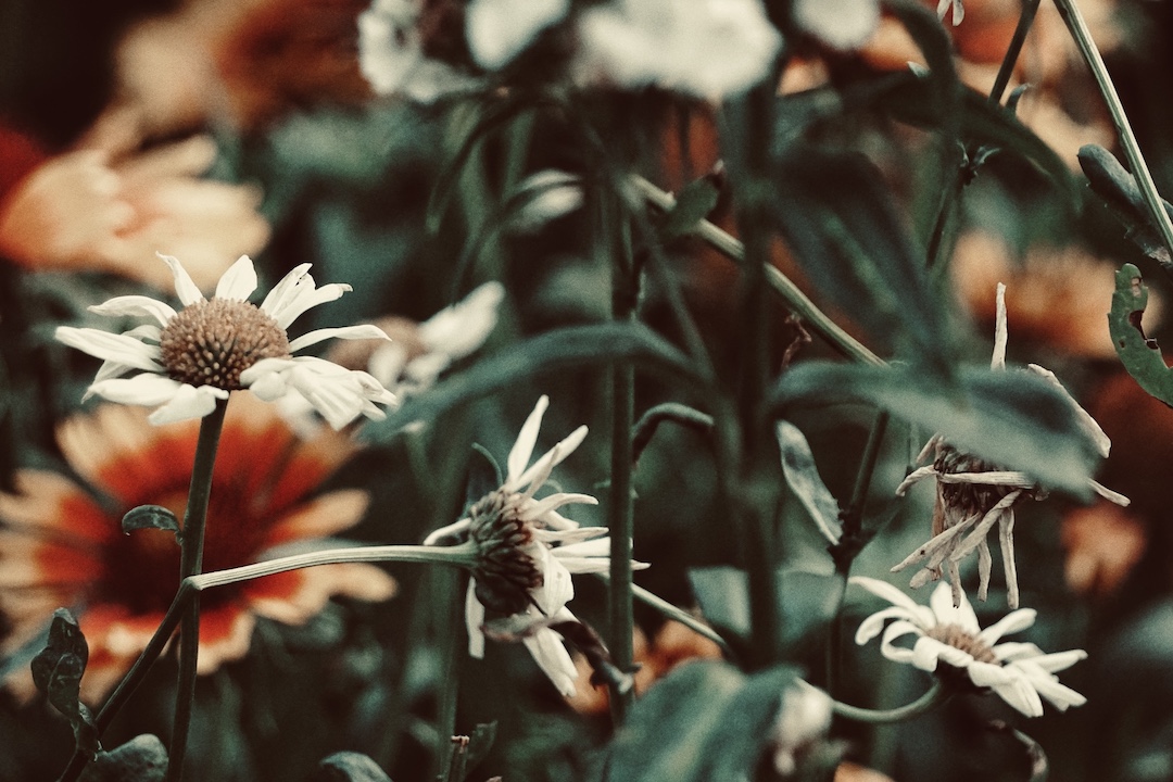 tren - the rising and setting of the heavenly bodies